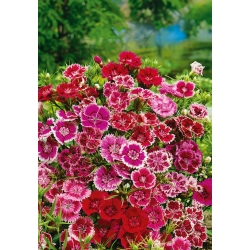 Fainbow rožinė - veislės pasirinkimas; Kinija rožinė - 450 sėklų - Dianthus chinensis - sėklos