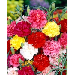 Carnation - variety selection; clove pink - 275 seeds