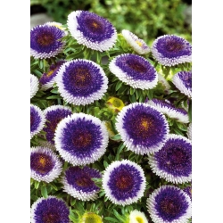 Chinese aster "Blue Moon" - 250 seeds