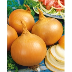 Onion "Yellow Sweet Spanish" - sweet, Iberic onion - 1250 seeds