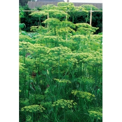 庭のディル「テトラ」 - 早い緑の収穫のための最高の品種 -  2800種子 - Anethum graveolens L. - シーズ