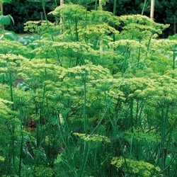 حديقة الشبت "تيترا" - أفضل تشكيلة للحصاد الأخضر في وقت مبكر - 2800 بذور - Anethum graveolens L. - ابذرة