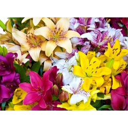 Lily - 3 bulb selection - 