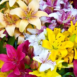 Lily - seleção de 3 bulbos de flores de flores - 