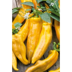 Πιπέρι "Corno di Toro Giallo" - κίτρινο, γλυκό - Capsicum L. - σπόροι