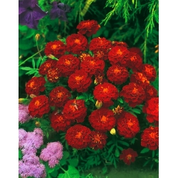 Kahverengi Fransız kadife çiçeği "Carmen" - 350 tohum - Tagetes patula L. - tohumlar