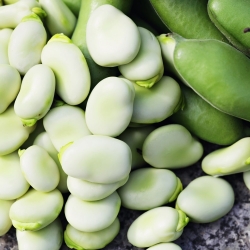 Broad bean "Yankel White" - 500 g of seeds