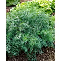 Dill "Monarch" - grows back after cutting - 1680 seeds