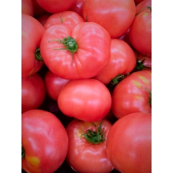 Tomato "Aurora Torunska" - very early, raspberry, fleshy variety - 160 seeds
