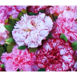 Гвоздика "Сабо" - різнобарвна різноманітна суміш; гвоздики рожеві - 99 насінин - Dianthus caryophyllus Chabaud - насіння