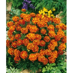 Marigold Perancis "Bonita Bolero" - Tagetes patula L. - benih