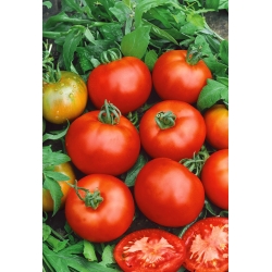 طماطم "Moneymaker" - صنف طويل القامة للزراعة في الحقل وتحت الأغطية - 180 بذرة - Lycopersicon esculentum Mill  - ابذرة
