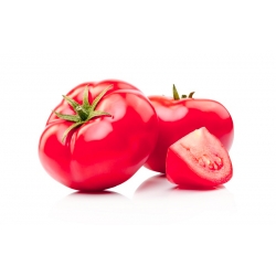 Bidang, tomato jenis raspberi "Adonis" - Lycopersicon esculentum Mill  - benih