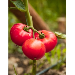Field, raspberry type tomato "Adonis"