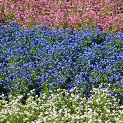 Baltos, mėlynos ir rožinės spalvos - 3 žydinčių augalų veislių sėklos - 