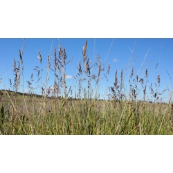 Kentukio mėlynžolių "Balin" pašarų veislė - 5 kg; lygi pievų žolė, paprastų pievų žolė - 