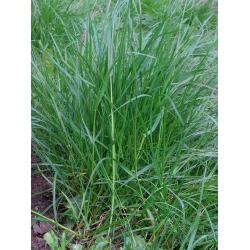 Lawn perennial ryegrass 2N Esquire - 5 kg