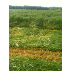 Rye-rumput Italia 4N "Bakus" - 5 kg; ryegrass tahunan - 