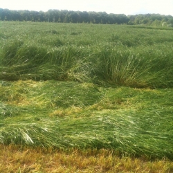 Italian rye-grass 4N "Bakus" - 5 kg; annual ryegrass