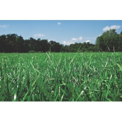 Годишња (Вестерволд) рај траве 2Н "Мовестра" - 5 кг - 