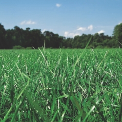 Годишња (Вестерволд) рај траве 2Н "Мовестра" - 5 кг - 