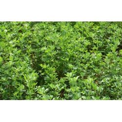 Alfalfa - odrůdová směs - 10 kg