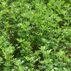 Alfalfa - lajike sekoitus - 10 kg