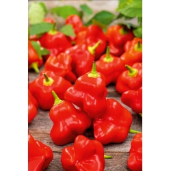 Hot chilli pepper "okrasné zvonček" - 