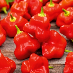 Hot chilli pepper "Okrasny zvonek"