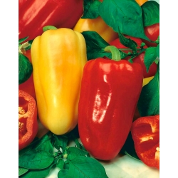 Bell pepper "Bogna"