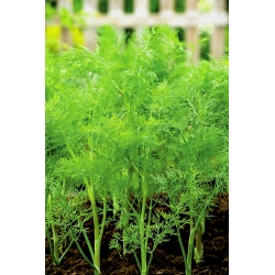 Градински копър "Самсон" - многократна реколта на снопа, синьо-зелен сорт - 