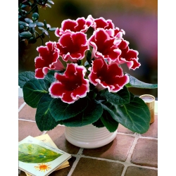 Gloxinia "Kaiser Friedrich" - bunga merah dengan cincin putih - 