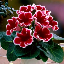 Gloxinia "Kaiser Friedrich" - røde blomster med en hvit ring