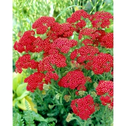 一般的なノコギリソウ「レッドベルベット」-鮮やかな赤い花 - 