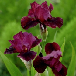 Iris "Sabah Gösterisi"; sakallı iris - 