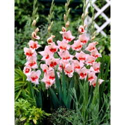 Gladiolus "gây sốc" - 5 chiếc - 