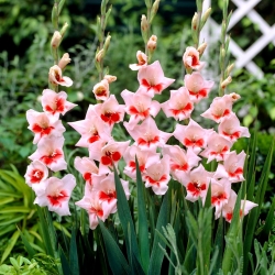Gladiolus "Shocking" - 5 kpl - 