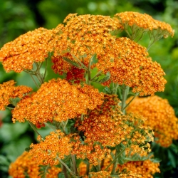 Κοινή yarrow "Terracotta" - πορτοκαλί λουλούδια - 