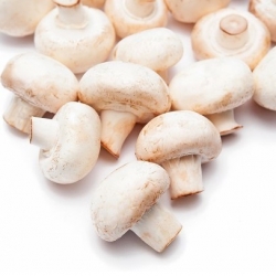 White button mushroom for growing at home and in the garden - in a handy bucket - 5 litres