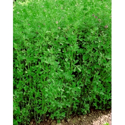Alfalfa "Maga" - 1 kg; lucernă - 