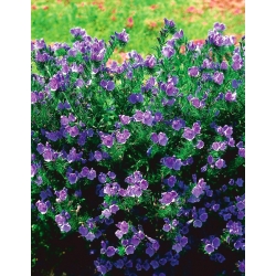 Violetais viper's-bugloss - melliferous augs - 100 g; Patersona lāsts - 