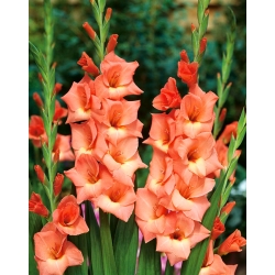 Gladiolus "Jessica" - 5 kpl - 