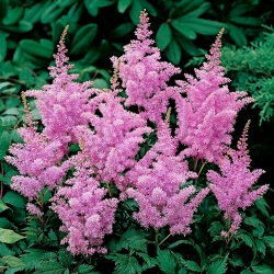 Astilbe "Amethist" - paars-roze; valse spirea - 