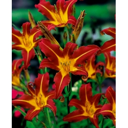 Daylily "Autunno rosso" - 