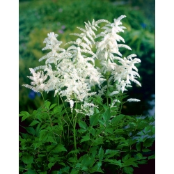 Astilbe "Diamant" - бял; фалшива спирея - 