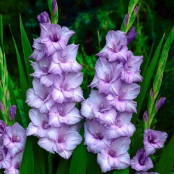 Gladiolus "Blue Tropic" - 5 kpl - 