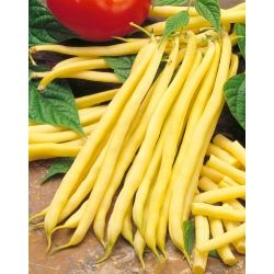 Daržinė pupelė - Undira - Phaseolus vulgaris L. - sėklos