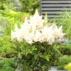 Astilbe "Weisse Gloria" - бял; фалшива спирея - 