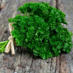 BIO - Leaf parsley "Moss Curled 2 - certified organic seeds - 3000 seeds