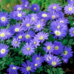 ดอกไม้ทะเลบอลข่าน "Blue Shades" - แพ็คใหญ่ - 80ชิ้น; กรีก Windflower ฤดูหนาว - 